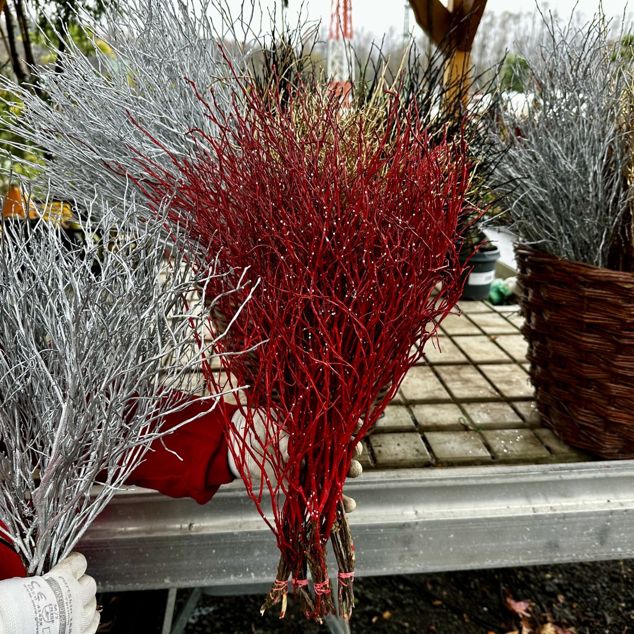 Obrázok Vianočné čučoriedkové kytičky (Vaccinium corymbosum) - výška 50-70 cm - ČERVENÉ